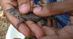 Sceloporus nelsoni