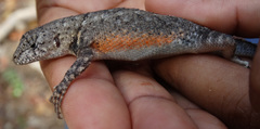 Sceloporus nelsoni