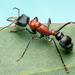 Myrmecia chasei - Photo (c) Gunter Maywald, some rights reserved (CC BY-NC), uploaded by Gunter Maywald