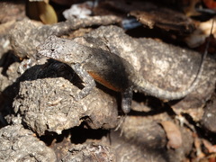 Sceloporus nelsoni
