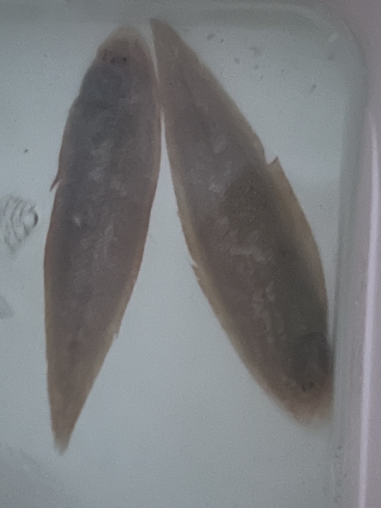 Red tonguesole (Cynoglossus joyneri) — Cynoglossidae