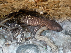 Beaded Lizard photo 5