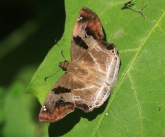 Odontoptilum angulata
