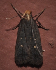 Dichomeris agonia