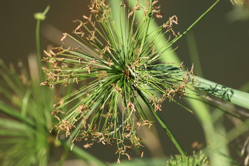 Cyperus prolifer
