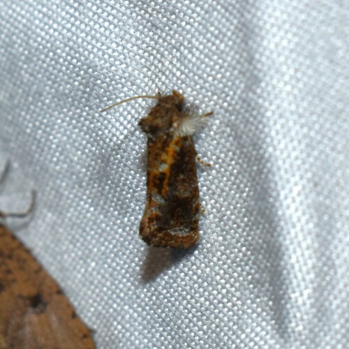 Panama Grass Tubeworm Moth photo 5