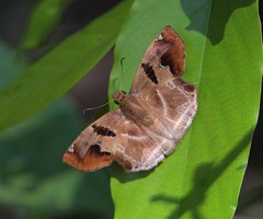Odontoptilum angulata