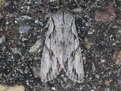 Egira crucialis