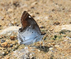 Odontoptilum angulata