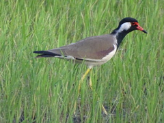 Vanellus indicus lankae