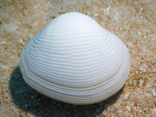 Fimbria fimbriata observed 2023-11-01