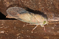 Carineta rufescens