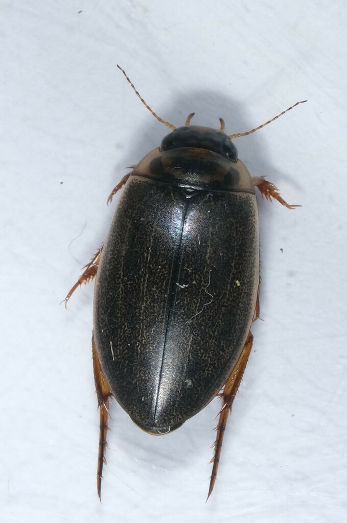 Rhantus frontalis from Lindhorst, Deutschland on July 09, 2023 at 1237