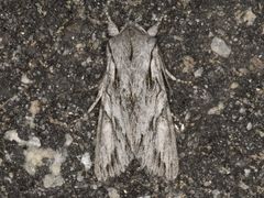 Egira crucialis