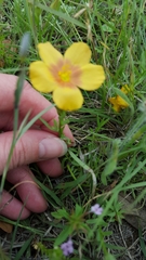 Linum rigidum