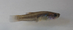 Poeciliopsis viriosa