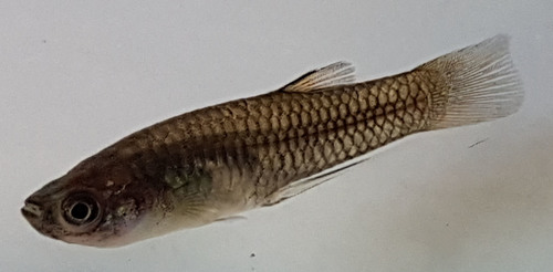 Chubby Livebearer