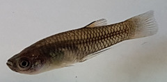 Poeciliopsis viriosa