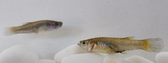 Poeciliopsis viriosa