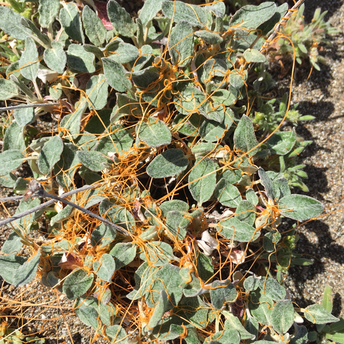 Western Dodder (Cuscuta occidentalis)