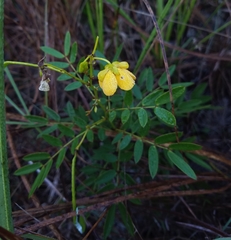 Senna chapmanii