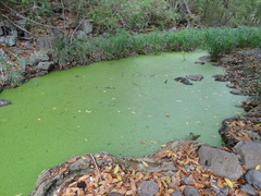 Poeciliopsis viriosa