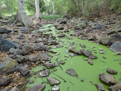 Poeciliopsis viriosa