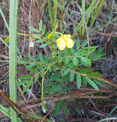 Senna chapmanii