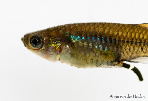 Chubby Livebearer