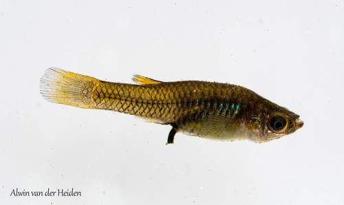Chubby Livebearer