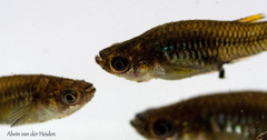 Poeciliopsis viriosa