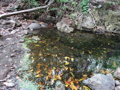 Poeciliopsis viriosa