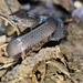 Mizoram Ground Snake - Photo (c) Avinash Bhagat, some rights reserved (CC BY-NC), uploaded by Avinash Bhagat