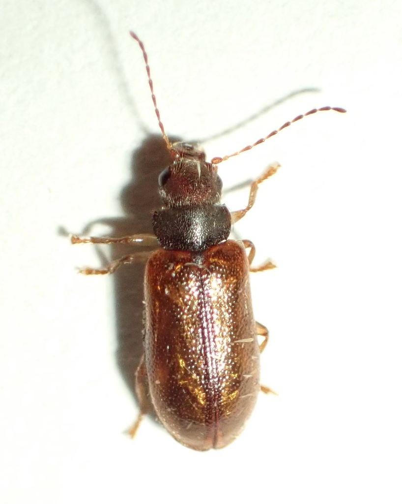 Atopida