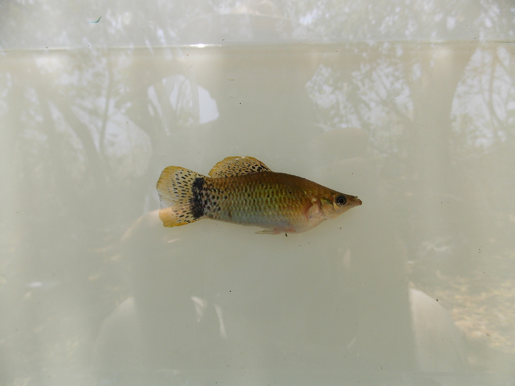 Pacific molly (Poecilia butleri) — Poeciliidae