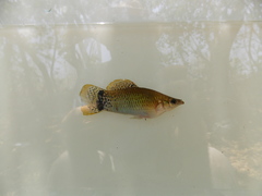 Poecilia butleri