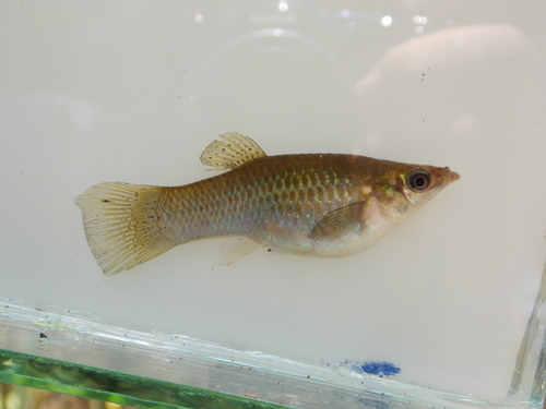 Pacific molly (Poecilia butleri) — Poeciliidae — 4
