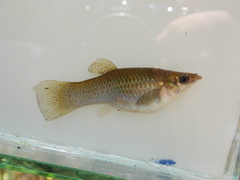 Poecilia butleri