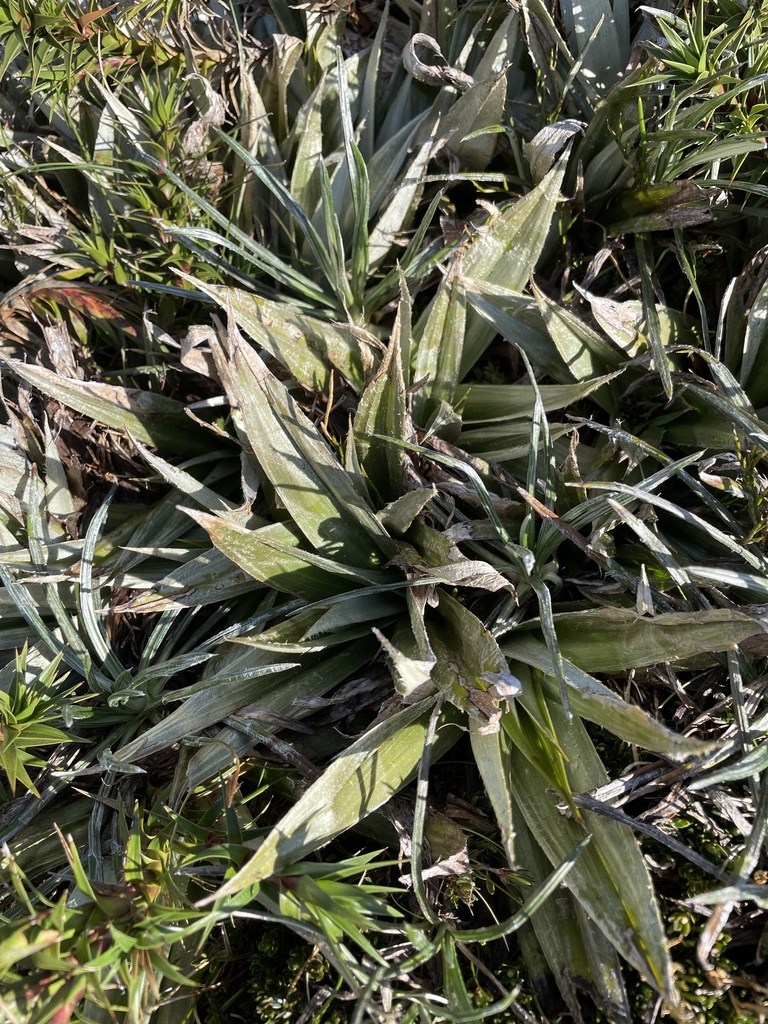 Astelia psychrocharis from Kosciuszko National Park, Munyang, NSW, AU ...