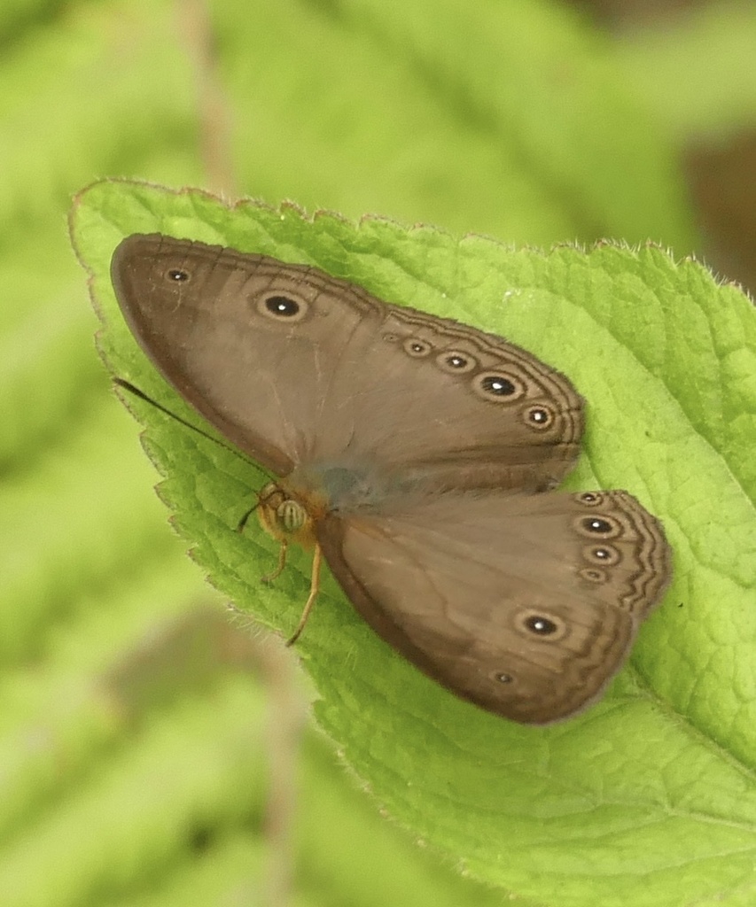 Hewitson's Bushbrown