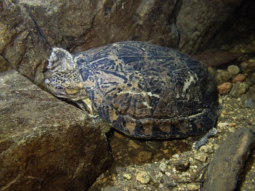 Vietnamese Leaf Turtle in December 2023 by Tse Chung Yi · iNaturalist