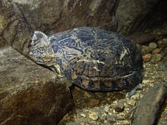 Eastern Black-Bridged Leaf Turtle photo 3