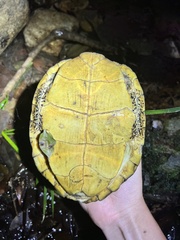 Eastern Black-Bridged Leaf Turtle photo 2