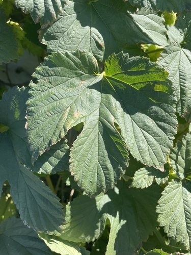 Humulus lupulus var. lupuloides