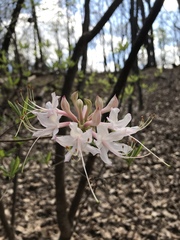 Rhododendron canescens