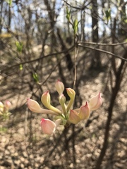 Rhododendron canescens