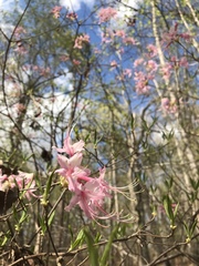 Rhododendron canescens