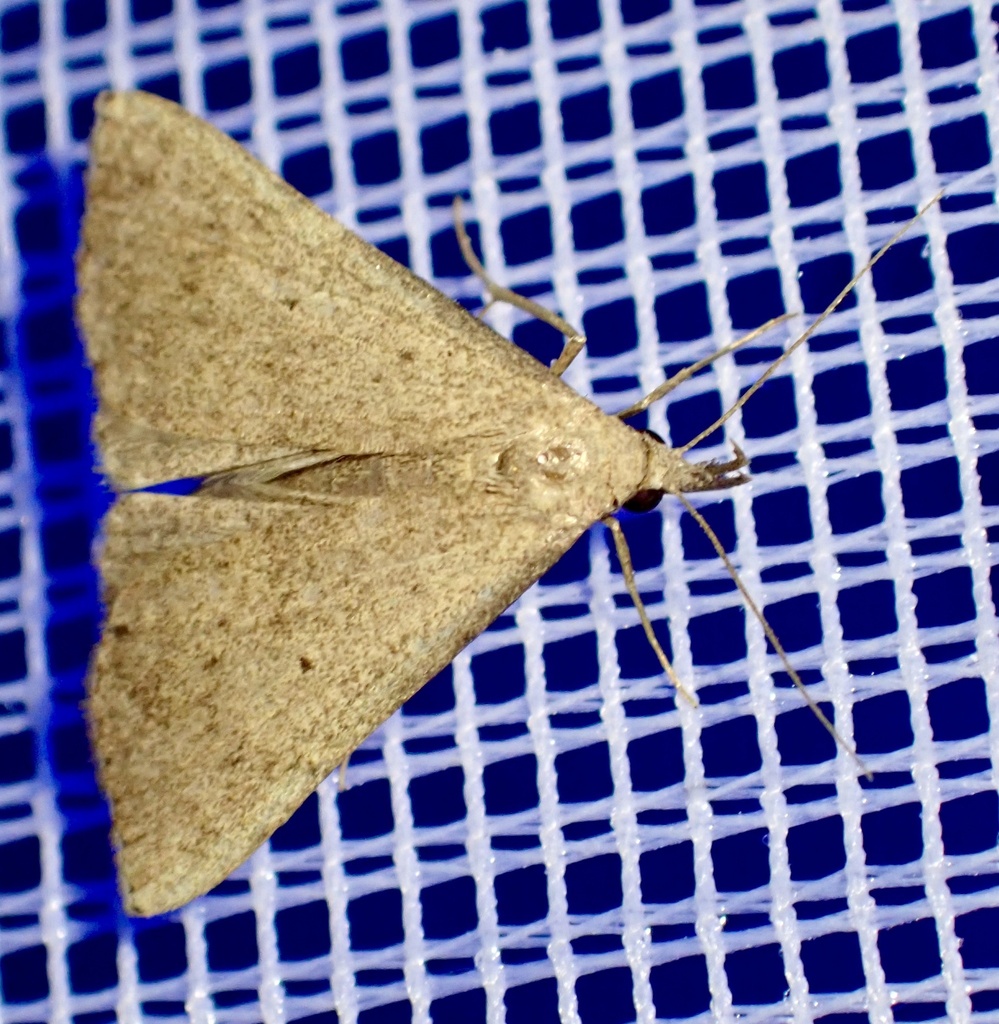 Hypena simplex (Hypena simplex)