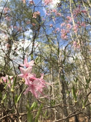 Rhododendron canescens