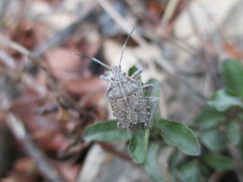 Pseudatelus Raptorius Pseudatelus natalensis · iNaturalist